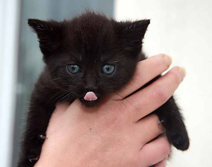 Look at this adorable kitten's mlem!