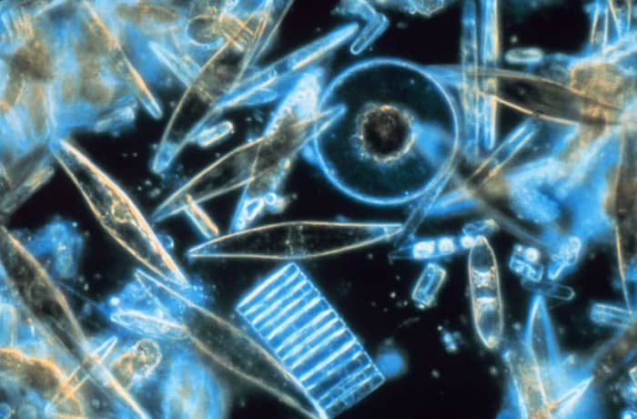 What Are Phytoplankton?  Owlcation