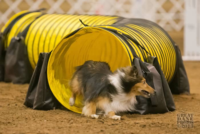 In the U.S., trained dogs regularly compete in a wide variety of exciting events.