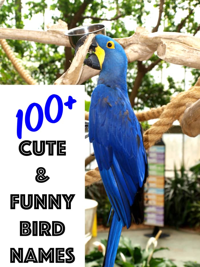 Более 100 милых и забавных названий для любого вида птиц.