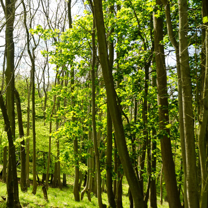 classical-music-inpsired-by-trees