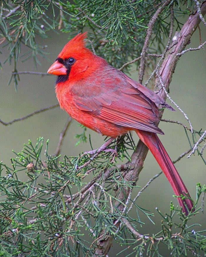 The northern cardinal is always a welcome sight to see in the winter, when their red feathers are easy to see in a snow-covered tree. Don't forget that humans are not the only ones who need shelter in the winter.