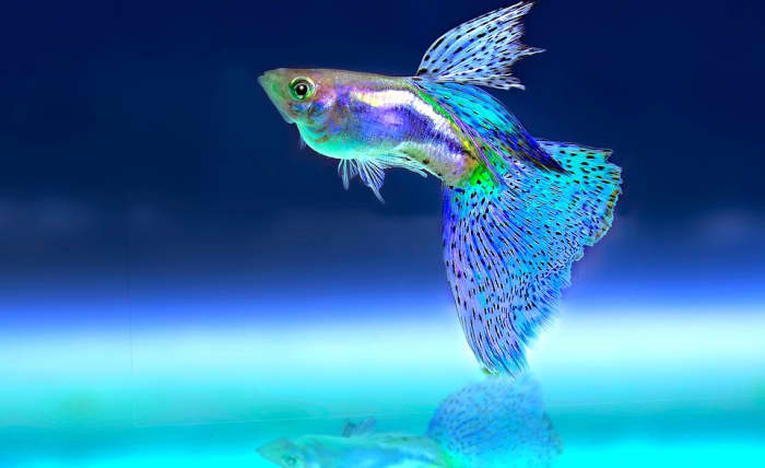 Guppies are more susceptible to fish TB than many other fish. Learn more about fish tuberculosis and how it compares to TB in humans, including how it can cross the species barrier and infect humans.