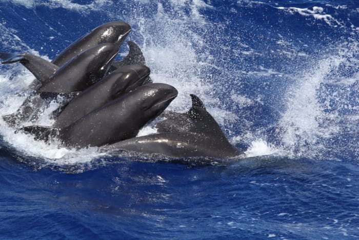 Melon-headed whales in Hawaii