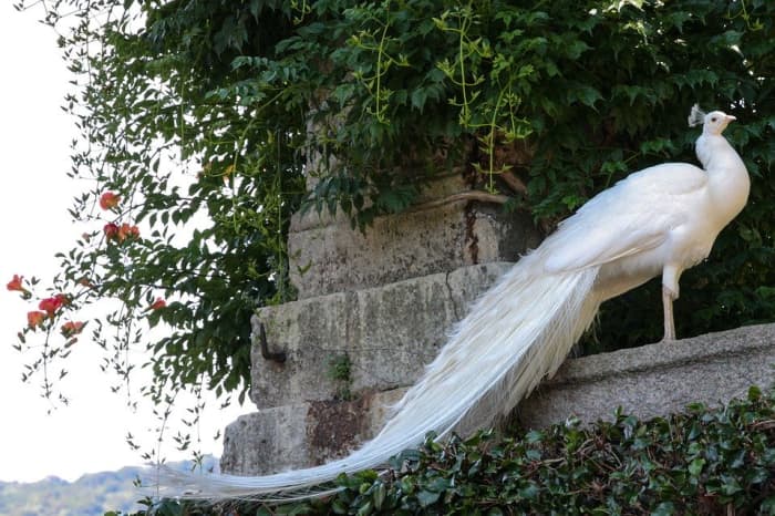 The White Peacock: A Magnificent Bird - Owlcation