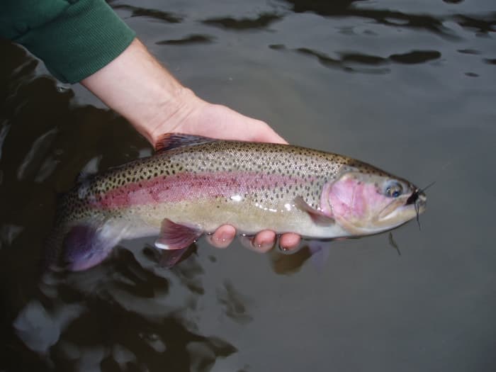 Solid trout, upper Grande Ronde River. As a resident trout fishery, the Ronde doesn't get nearly the attention it deserves