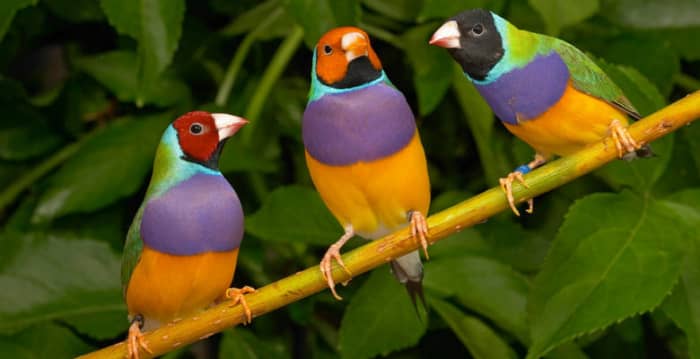 Three Different Varieties of Gouldian Finch: They are generally categorized by the color of the head. The color variations are most common in birds bred in captivity, while in the wild, most of them have black heads.