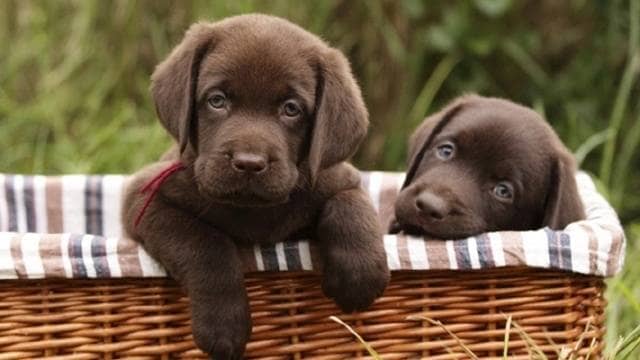 Finding puppies can be alarming to those who don't know what to do. Here are a few things you can do.