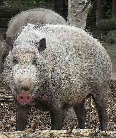 The Bornean Bearded Pig can be as playful as it is dangerous, so take care.