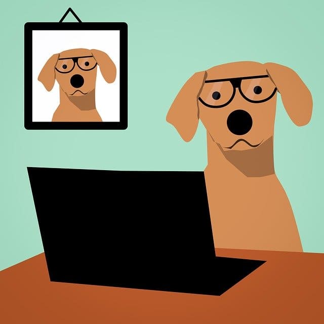 Собака в очках с ноутбуком