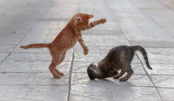 Kittens and cats should be kept separate at first to avoid immediate conflict.