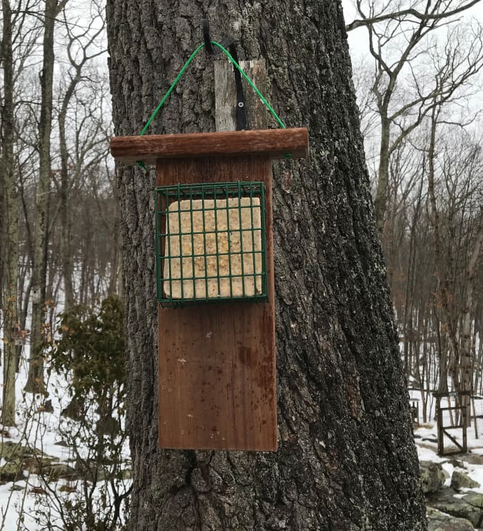 The finished suet feeder hangs in our yard. The extended tail prop makes it easy for woodpeckers to balance while feasting on suet cakes.