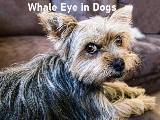 whale-eye-in-dogs-why-dogs-show-the-white-of-their-eyes-pethelpful