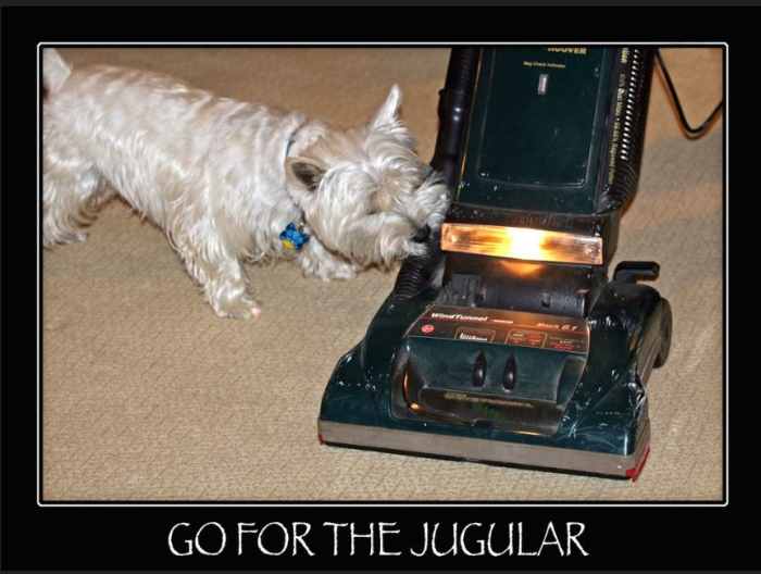 Why Does My Dog Attack My Vacuum? PetHelpful