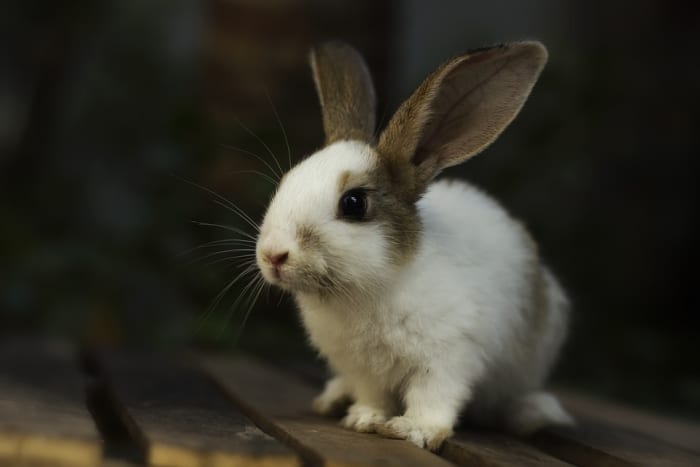 How to Adopt a Rabbit From a Shelter - PetHelpful