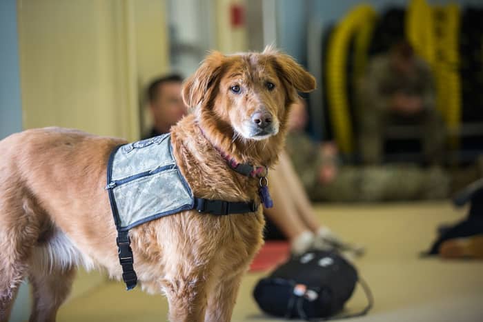 Do you have a therapy, emotional support, or service dog? If so, honor your helpful companion by using one of these unique and meaningful names.