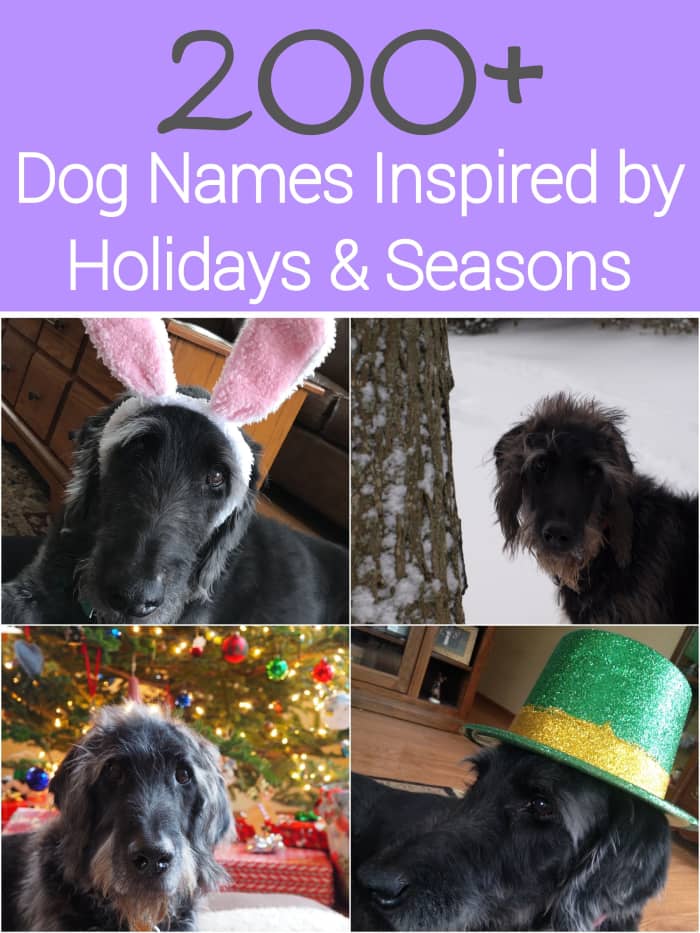 If you love a particular holiday or season and are looking for a dog name inspired by it, then check out this list of over 200 of them. You'll find names inspired by all of the major holidays and the 4 seasons.