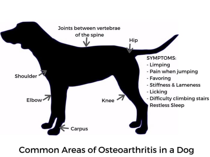 Common Places for Osteoarthritis in Dogs