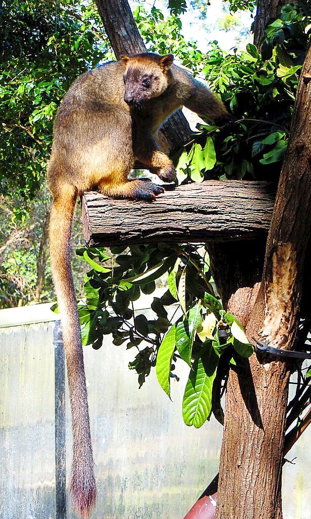 40 Facts About Lumholtz's Tree Kangaroos That You May Not Know - Owlcation