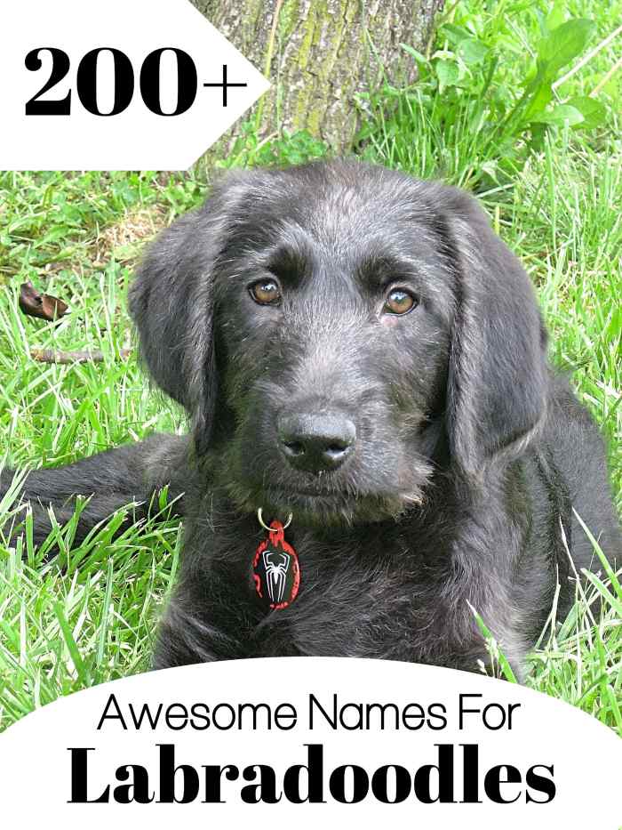 200+ Awesome Names for Labradoodles PetHelpful