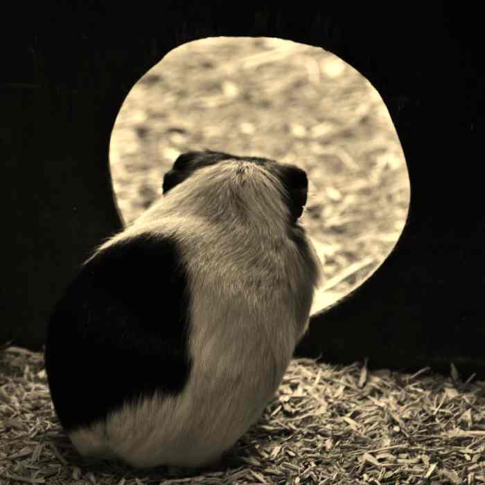 12 Potential Causes of Sudden Death in Guinea Pigs PetHelpful