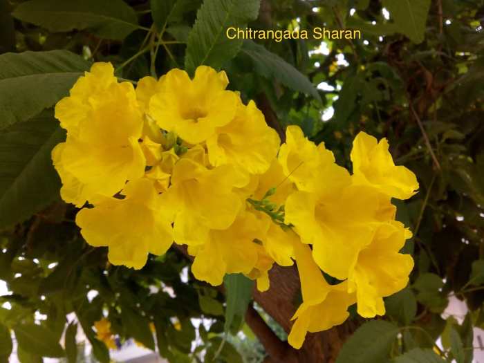 Spreading Happiness—Poem LetterPile