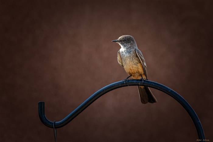 The Say's Phoebe is a beautiful bird. This juvenile bird perched on the shepherd's hook that holds our bird feeders but showed no interest in the bird seed; instead he was eyeing the flying insects from a great vantage point.