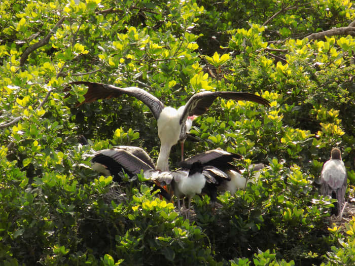 A painted stork feeding its babies at Vedanthangal