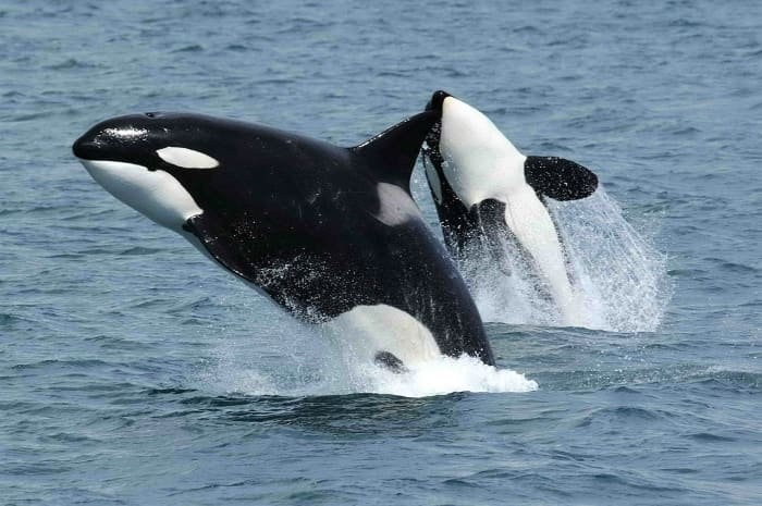 Orcas jumping out of the water in Alaska