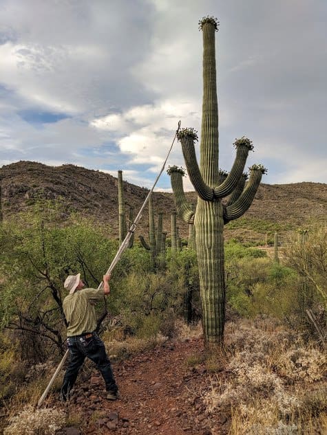 Flowers and fruit usually form on the top or ends of the cactus's arms, making the fruit hard to pick.