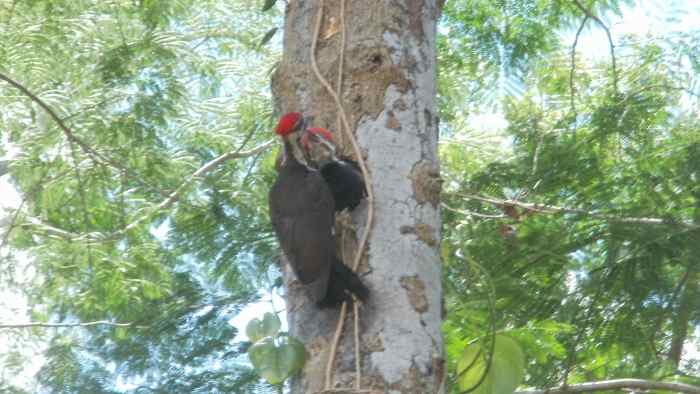 A pileated woodpecker family emerges from the nest!
