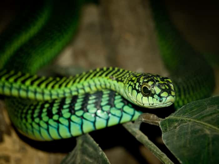 Boomslang bite picture