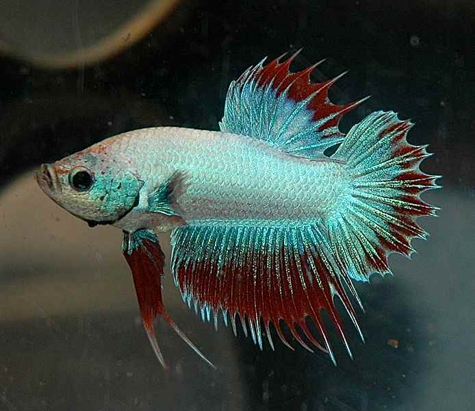Do Betta Fish Get Lonely and Bored? PetHelpful