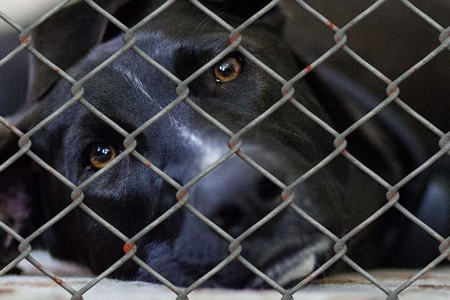 Taking care of a rescue is a big commitment for you to make, but you can have a huge impact on the dog's life.