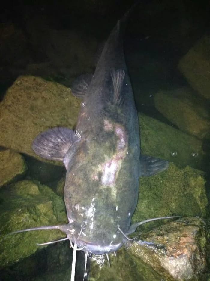 Flathead, shovelhead, whatever you call them, these bruisers are a hard-fighting fish with the potential to reach up to 100 pounds.