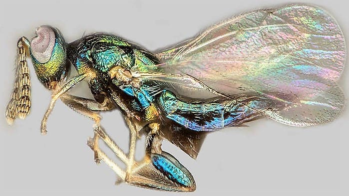 A crypt-keeper wasp