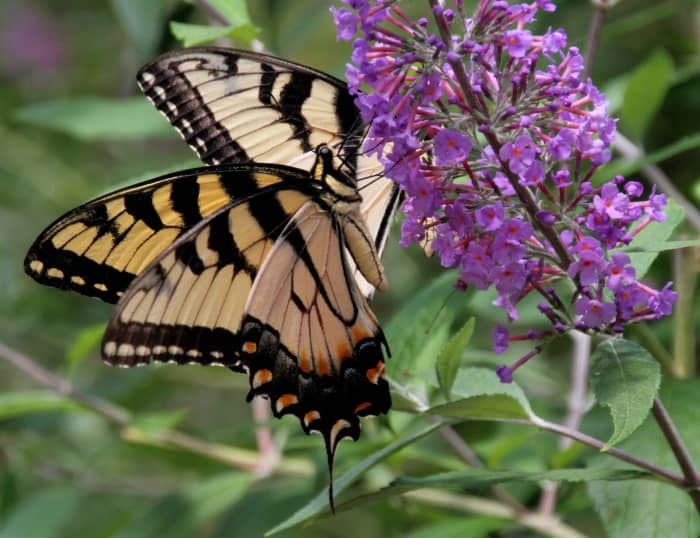 (Tiger Swallowtails) Watching butterflies can remind us of our innocence.
