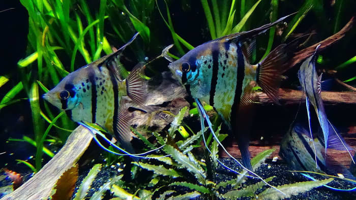 Angelfish are semi-aggressive fish that require planning and thought.