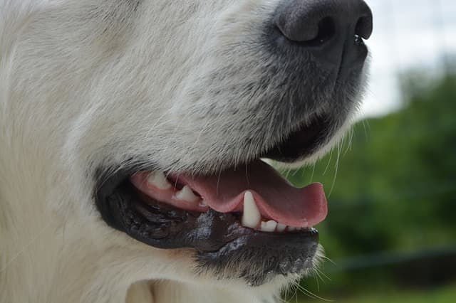 Причины неприятного запаха изо рта у собак