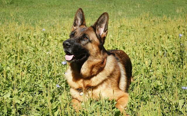 Perro pastor alemán que se llama por su nombre