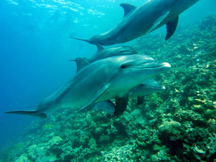 Are Dolphins Endangered? They Are and the Sad Reasons Matter Owlcation