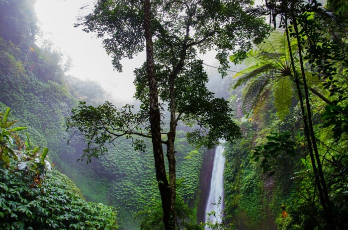 Rainforests are a unique and strikingly beautiful part of the Earth, home to many fascinating plants and animals.