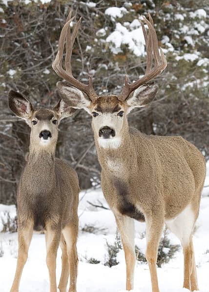 Are you prepared to hunt the best mulie?