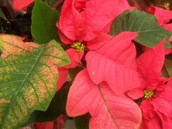 Poinsettias are particularly popular around the holidays. Learn how to care for yours so you can keep it blooming year after year.