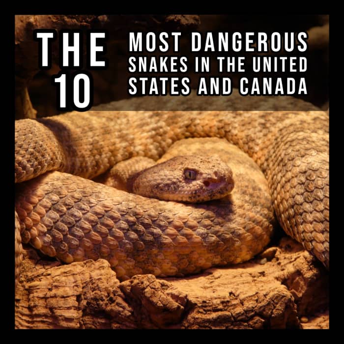 From the Eastern Diamondback Rattlesnake to the Cottonmouth, this article ranks the 10 deadliest and most dangerous snakes in North America.