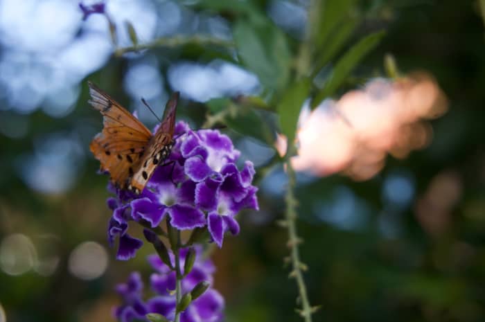 Our visiting garden acraea buttefly reminded me that you are beautiful because of your imperfections.