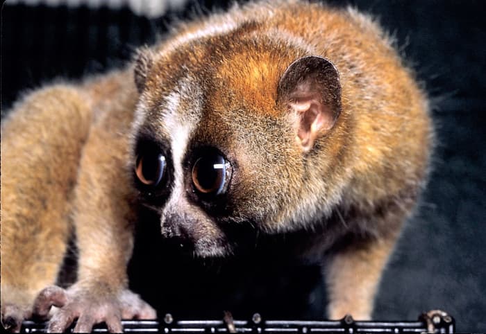 The pygmy slow loris, or Nycticebus pygmaeus