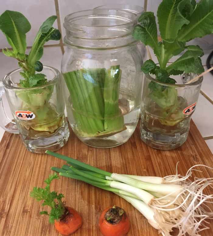 How to Regrow Herbs, Vegetables, and Fruits From Scraps Dengarden