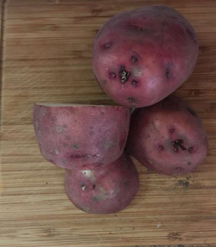 How to Regrow Herbs, Vegetables, and Fruits From Scraps Dengarden