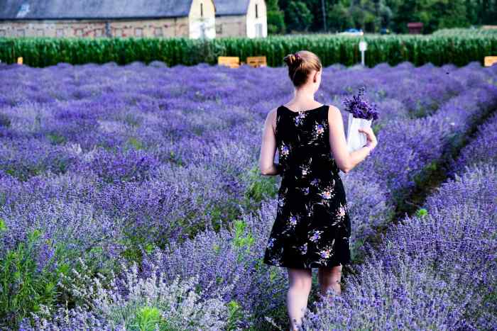 how-to-make-lavender-oil